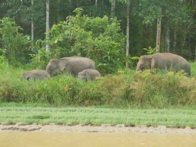 Borneo pgymy elephant, Sukau (9)